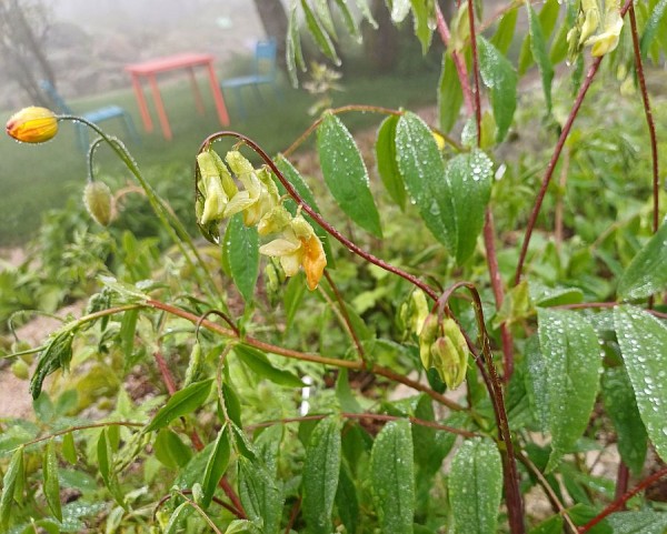 Lathyrus laevigatus ssp. occidentalis, Foto vom 4.6. (© Spender 55)
