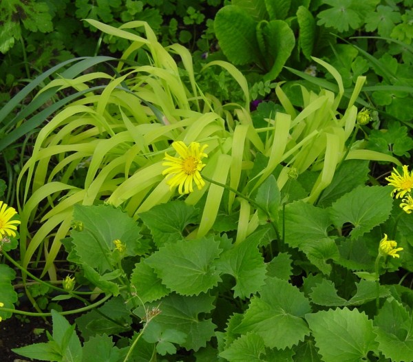 Milium effusum 'Aureum', Foto vom 4.5. (© Spender 419)