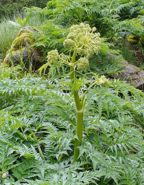 Molopospermum peloponnesiacum, Foto vom 7.6. (© Spender 55)