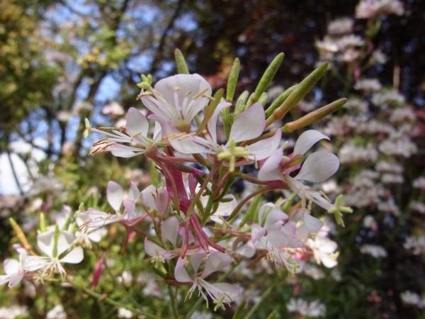 Oenothera gaura, Foto vom 2.10. (© Spender 419)