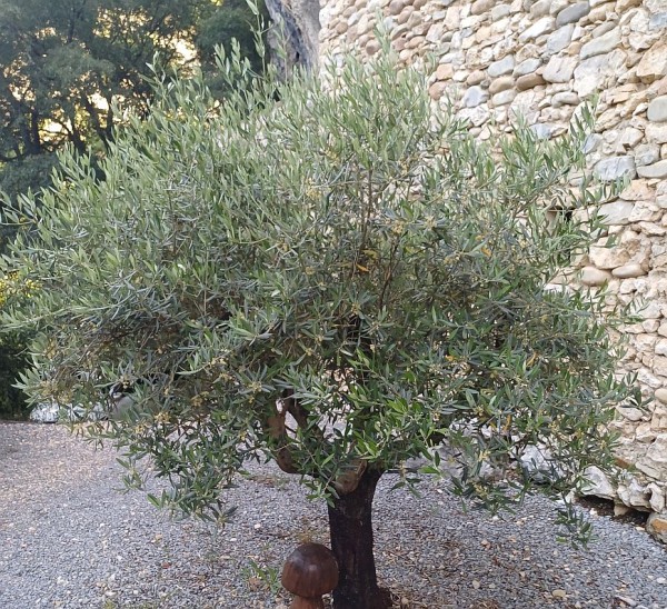Olea europaea, Foto vom 29.Mai (© Spender 55)