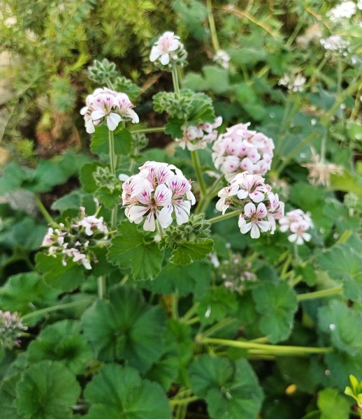 Pelargonium australe, Foto vom 6.8. (© Spender 55)