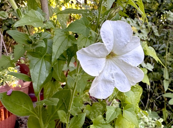 Petunia axillaris, Foto vom 30.7. (© Spender 419)