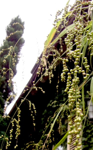 Phaenosperma globosum, Foto vom 14.9. (© Spender 419)