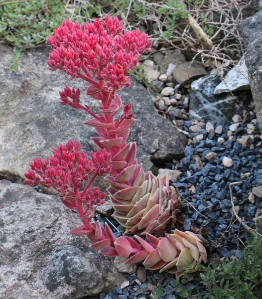 Prometheum sempervivoides, Foto vom 3.Juni (© Spender 55)