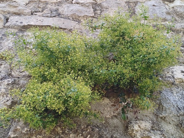Rubia peregrina, Foto vom 30.5. in der Ardeche (© Spender 55)