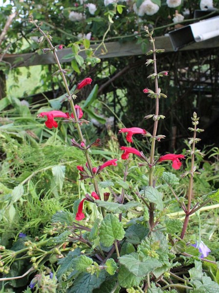 Salvia roemeriana, Foto vom 3.10. (© Spender 55)