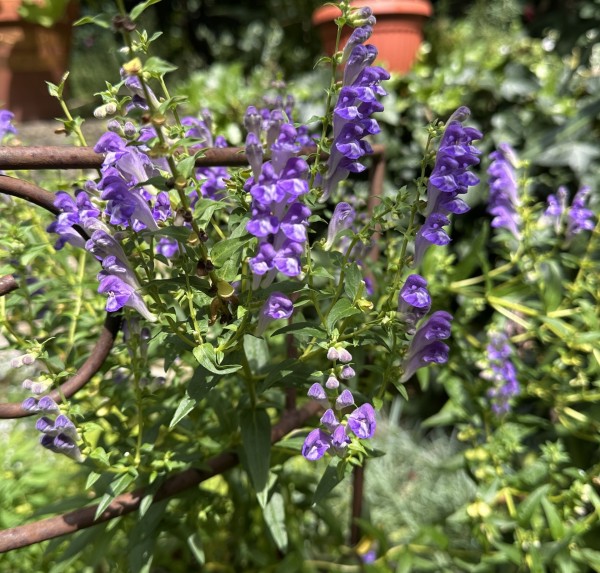 Scutellaria baicalensis, Foto vom 9.8. (© Spender 419)