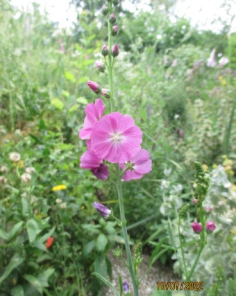 Sidalcea malviflora 'Partygirl' (©Spender 240)