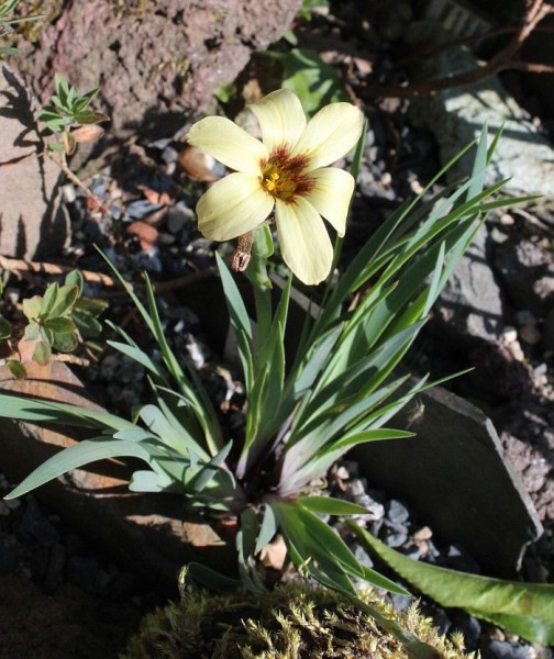 Sisyrinchium arenarium ssp arenarium, Foto vom 15.6. (© Spender 55)
