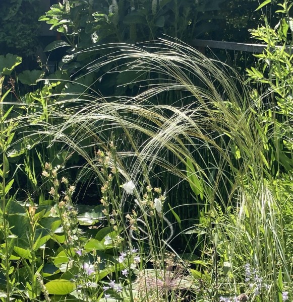 Stipa barbata, Foto vom 19. Juni (© Spender 419)