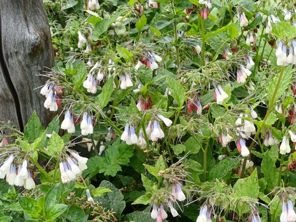 Symphytum grandiflorum (© Spender 55)