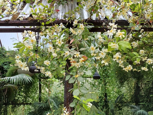 Trachelospermum asiaticum, Foto vom 23.5. (© Spender 55)