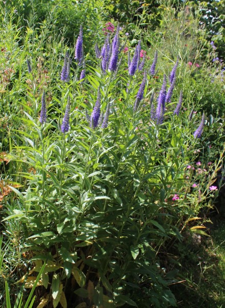 Veronica spicata-Hybride, Foto vom 21.6. (© Spender 55)