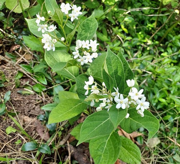 Vincetoxicum ascyrifolium, Foto vom 17.5. (© Spender 55)