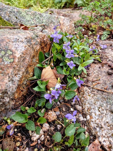 Viola kunawarensis, Foto vom 5.6. (© Spender 55)