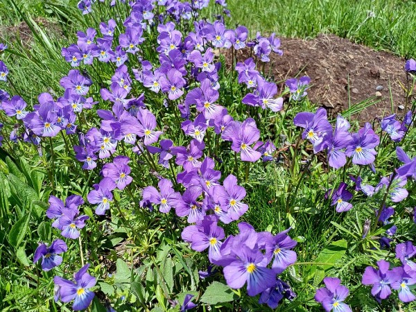 Viola lutea, blaue Form. Foto vom 3.6. im Massif Central (© Spender 55)