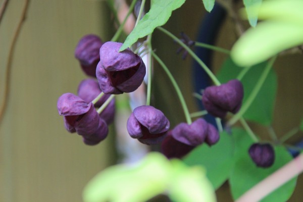 Akebia quinata, Blüte, Foto vom 7. Mai (© Gabriele Renneberg)
