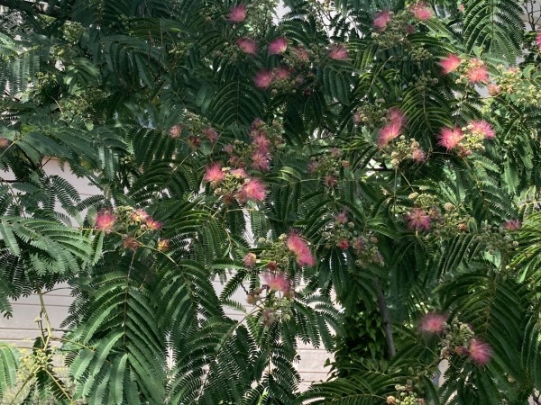 Albizia julibrissin, BoGa Leipzig, Foto vom 8.7. (© Spender 419)