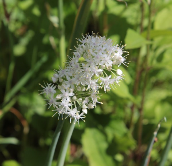 Allium galanthum, Foto vom 7. Juli (© Gabriele Renneberg)