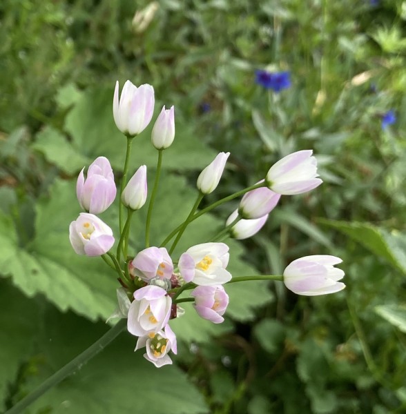 Allium roseum, Foto vom 5.6. (© Spender 419)