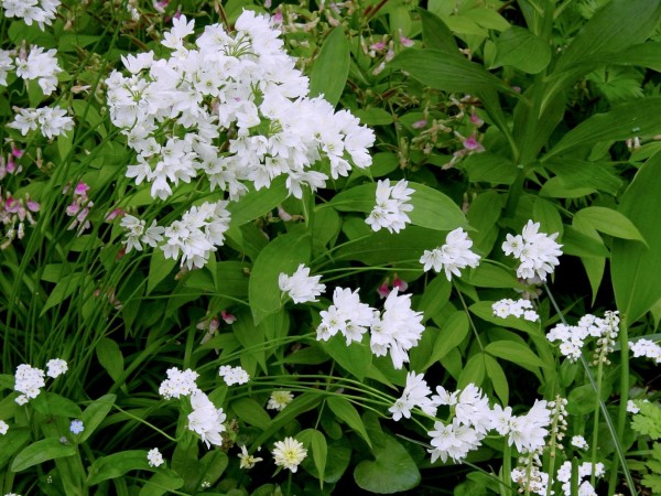 Allium zebdanense, Foto vom 9.5. (© Spender 419)