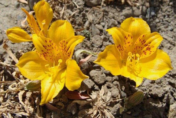 Alstroemeria patagonica, Foto vom 29.12. in Patagonien (© Spender 55)