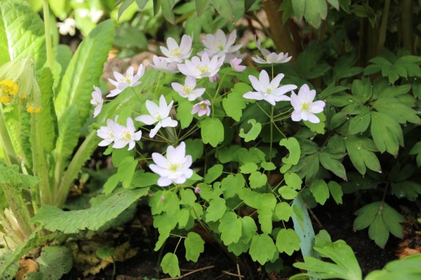 Anemonella thalictroides, Foto vom 28. April (© Gabriele Renneberg)