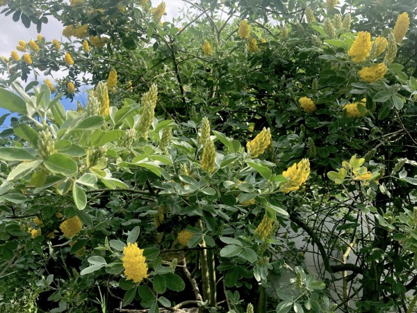 Argyrocytisus battandieri, Foto vom 9.6. (© Spender 419)