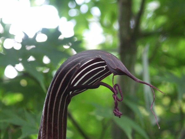 Arisaema costatum, Foto vom 6. Juli (© Gabriele Renneberg)