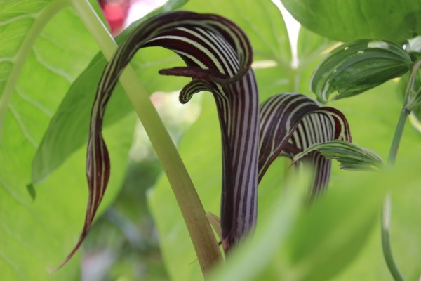 Arisaema fargesii, Foto vom 9. Juli (© Gabriele Renneberg)