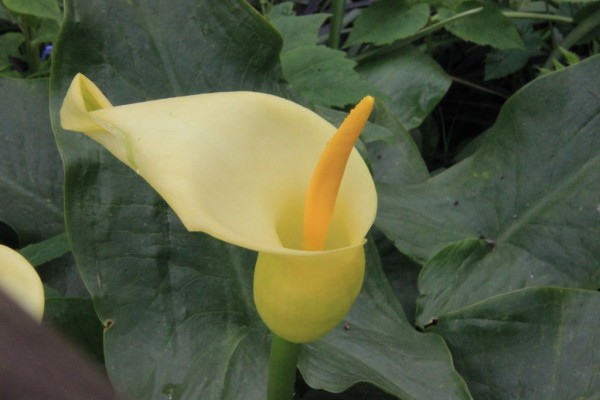 Arum creticum, Foto vom 23. April (© Gabriele Renneberg)