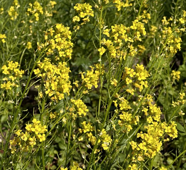 Barbarea vulgaris, BoGa Bonn, Foto vom 12.5. (© Spender 419)