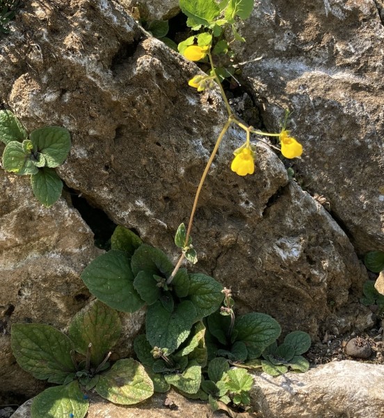 Calceolaria andina, Foto vom 9.7. (© Spender 419)