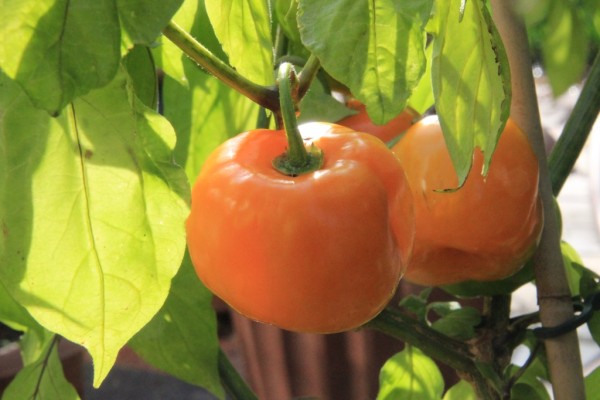 Capsicum pubescens 'Amarillo', Foto vom 12. Oktober (© Gabriele Renneberg)