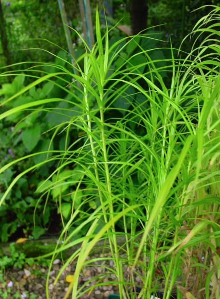 Carex muskingumensis (© Spender 419)