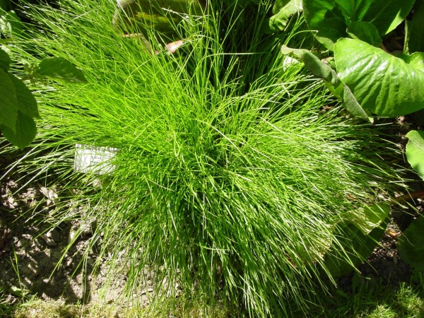 Carex remota, BoGa München Foto vom 12.5. (© Spender 419)