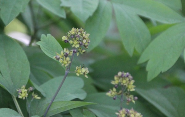 Caulophyllum thalictroides, Foto vom 8. Mai (© Gabriele Renneberg)