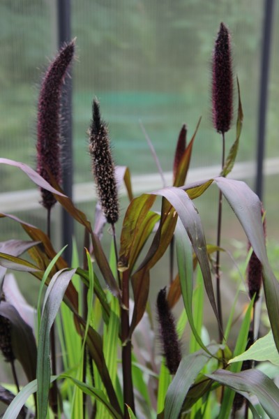 Cenchrus americanus, Absaat von 'Purple Majesty', Foto vom 18. August (© Gabriele Renneberg)