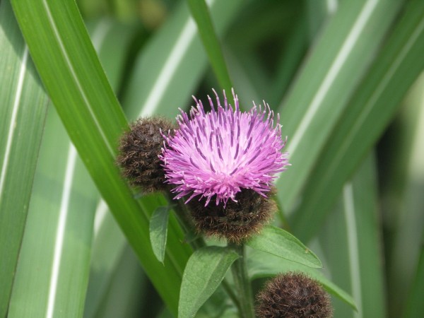 Centaurea nigra, Foto vom 6. Juli (© Gabriele Renneberg)