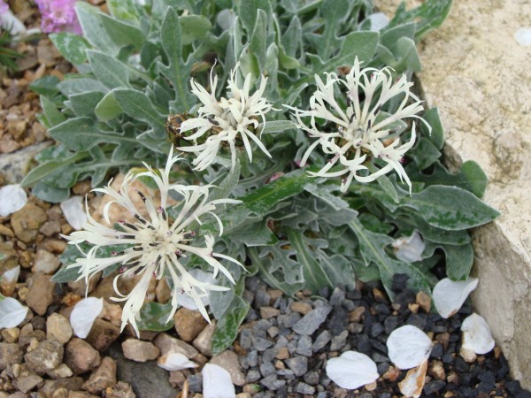 Centaurea triumfettii, Zwergform, Foto vom 15.4. (© spender 55)