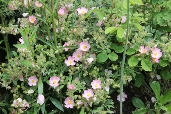 Cistus x lenis, Foto vom 2.5. (© Spender 86)