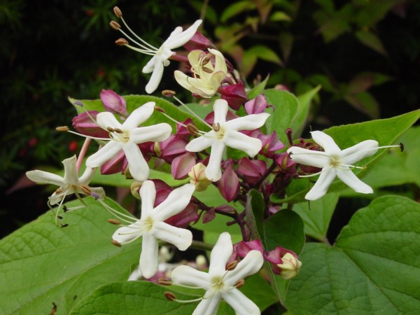 Clerodendrum trichotomum, Foto vom 30.9. (© Spender 419)