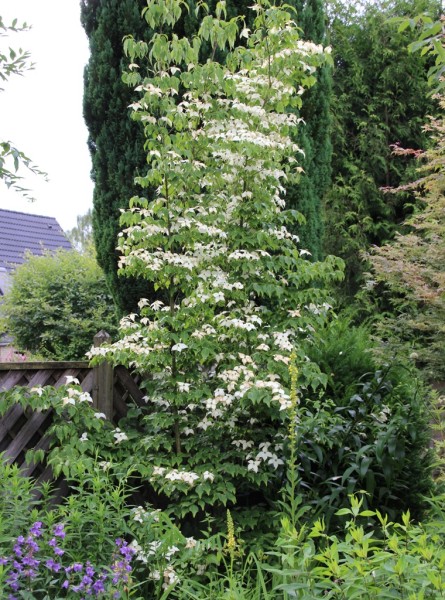 Cornus kousa 'Milky Way', Foto vom 26. Juni (© Gabriele Renneberg)