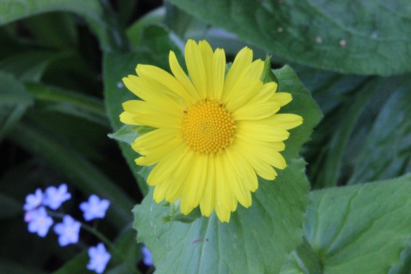 Doronicum pardalianches 'Goldstrauß', Foto vom 19. Mai (© Gabriele Renneberg)