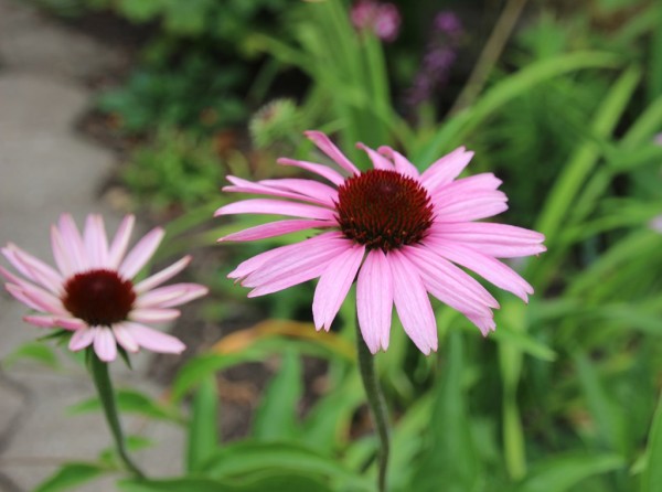 Echinacea tennesseensis, Foto vom 14. Juli (© Gabriele Renneberg)