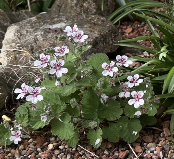 Erodium pelargoniflorum, Foto vom 8.4. (© Spender 419)
