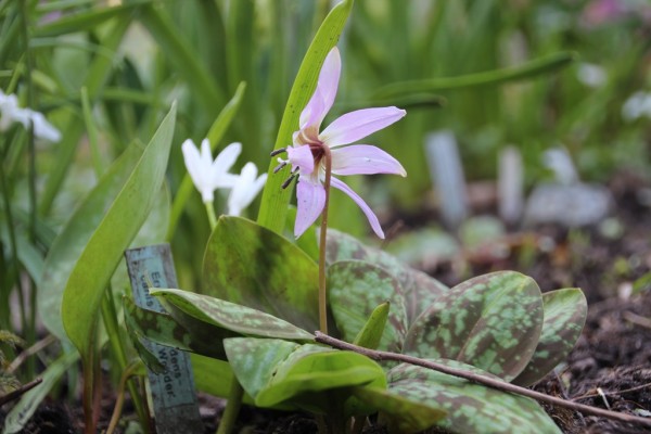 Erythronium dens-canis, Auslese 'Lilac Wonder', Foto vom 17. April (© Gabriele Renneberg)