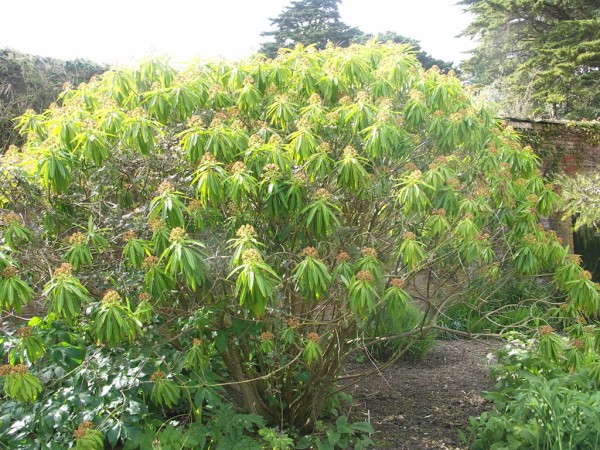 Euphorbia mellifera, Foto vom 29. April, Trelissick Garden, Cornwall/GB (© Gabriele Renneberg)