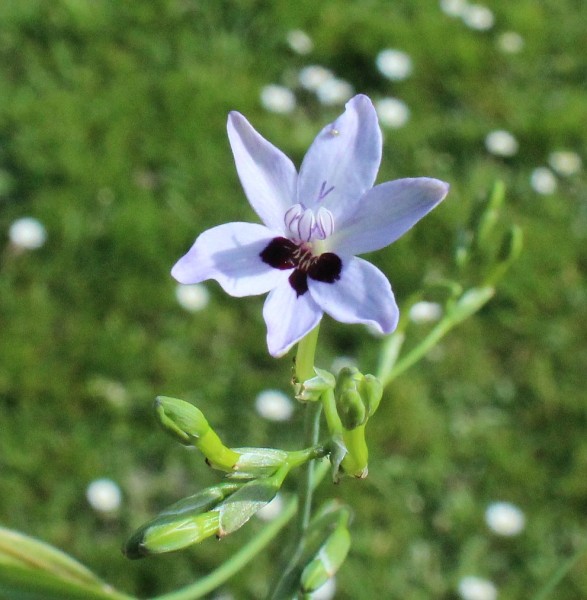 Freesia laxa ssp. azurea, Foto vom 29.3. (© Spender 55)